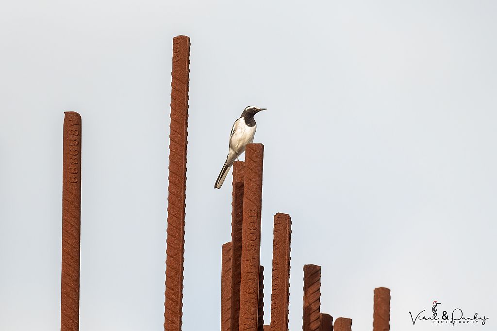 White-browed Wagtail